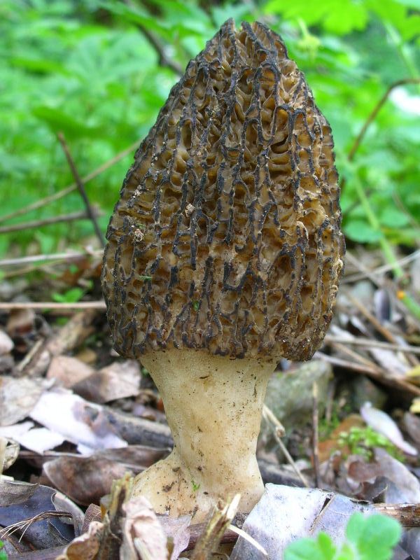 Morchella conica?